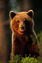 Brown Bear portrait {Ursus arctos} Lapland, Finland.