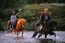 Tourists riding Icelandic horses, Vindelfjallen NR, Lapland, Vasterbotten, Sweden