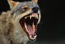 European Grey Wolf male yawning {Canis lupus} captive,Transsylvania, Romania.