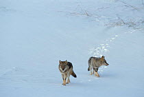 European Grey Wolves in snow {Canis lupus} Toropets, Russia. Released into wild.