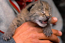 Wild Lynx kitten caught to put microchip under skin, Stora Sjofallet NP, Lapland Sweden.