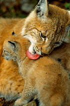 Lynx mother licking its cub {Lynx lynx} captive, Norway.