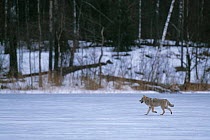 European grey wolf {Canis lupus} rleased into wild running in snow, Toropets, Russia.