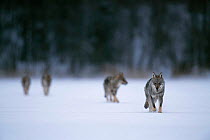 Wild European grey wolves {Canis lupus} in snow, released into wild, Toropets, Russia.
