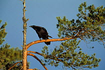 Common Raven {Corvus corax} Varmland, Sweden.