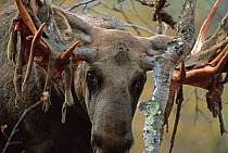 European Moose {Alces alces} shedding velvet from antler, Sarek NP, Lapland, Sweden.