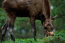 Moose mother nuzzling newborn calf {Alces alces} captive, Boras zoo, Sweden.