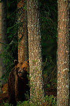 European Brown Bear in woodland {Ursus arctos} Lapland, Finland.