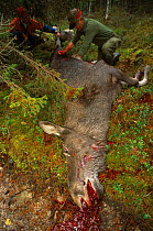 Hunters with dead Moose {Alces alces} Varmland, Sweden.