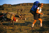Reindeer trekking with Saami, Lapland, Sweden, Model released