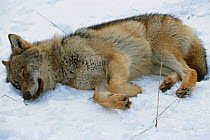 Dead wild European Grey wolf {Canis lupus} killed by hunters, Toropets, Russia.