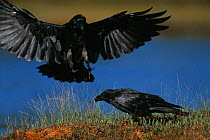 Common Ravens {Corvus corax} Varmland, Sweden.