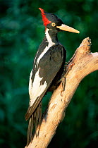 Stuffed specimen of Ivory billed woodpecker {Campephilus principalis} USA Louisiana - believed extinct until sighting in 2005