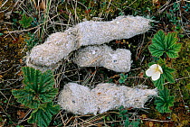 Year-old Grey wolf droppings, white from calcium content, Varmland, Sweden.