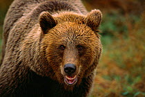 European Brown Bear, {Ursus arctos} captive, Sweden.