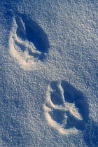 European grey wolf footprints in snow {Canis lupus} Varmland, Sweden.