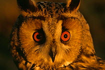 Long-eared Owl portait {Asio otus} Varmland, Sweden.
