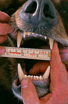 Researcher measures teeth on European Brown bear {Ursus arctos} Dalarna, Sweden.