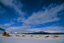 Dog sledging, Saltoluokta, Sarek National Park, Lapland, Sweden.