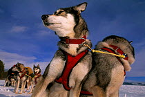 Dogs in sledging harness, Saltoluokta, Sarek NP. Lapland, Sweden