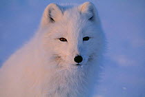 Arctic fox portrait {Alopex lagopus} Ellesmere Island, Canada.