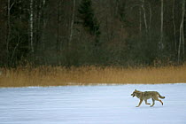 European Grey Wolf {Canis lupus} released into wild, Toropets, Russia.