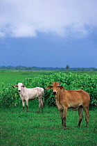 Range cattle {Bos taurus} standing in a field. Venezuela.