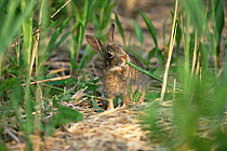 Eastern cottontail rabbit {Sylvilagus floridanus} feeding on Spartina. USA.
