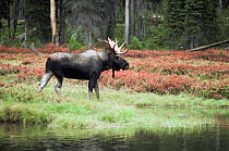Bull Moose {Alces alces} walking at waters edge. Yellowstone National Park, USA.