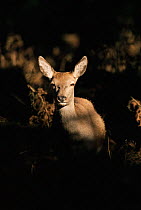 Red deer hind {Cervus elaphus} in dappled light. UK.