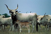 Herd of Hungarian Grey domestic cattle {Bos taurus} cow and calf, Hungary.