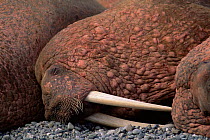 Portrait of Walrus {Odobenus rosmaris} asleep on shore, Chukotka, Russia.