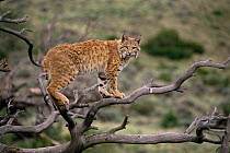 Lynx {Lynx lynx} standing on the branches of a dead tree, USA. Captive