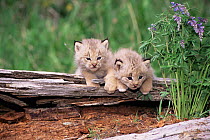 Two Lynx kittens {Lynx lynx}  USA. Captive
