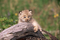 Lynx kitten {Lynx lynx} on a rotten log. USA. Captive