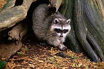 Raccoon {Procyon lotor} by tree trunk. Canada.