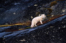 Arctic fox {Vulpes lagopus} in white phase winter coat, standing on dark rocks. Canada.