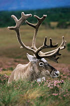 Captive Reindeer bull {Rangifer tarandus} resting Antlers in velvet. Scotland.