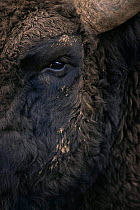 Close-up face of European Bison {Bison bonasus) Captive
