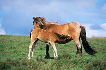 Exmoor pony mare {Equus caballus} and foal suckling. Exmoor National Park, UK.