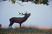 Red deer stag {Cervus elaphus} roaring during the rutting season, UK.