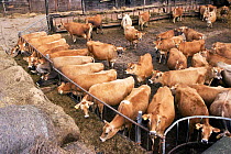 Dairy herd of Jersey cows {Bos taurus} feeding in winter quarters. UK.