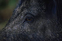 Close-up to face and eye of female Wild boar {Sus scrofa} UK. Captive