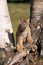 Juvenile Canadian lynx {Lynx lynx canadensis} standing at base of birch trees. USA captive