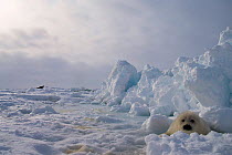 Harp seal pup {Phoca groenlandicus} camouflaged on snow and ice. Canada