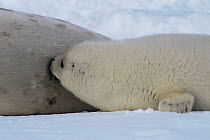 Harp seal pup {Phoca groenlandicus} suckling. Canada.