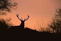 Silhouette of Red deer stag {Cervus elaphus} at sunrise. Peak District National Park, UK