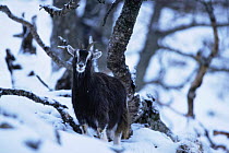 Feral goat {Capra hircus} in woodland snow. Scotland.