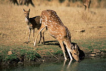 Chital / Spotted deer {Axis axis} hind and calf, Female drinking. India