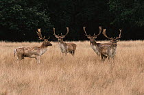 Bachelor herd of Fallow deer {Dama dama} UK.